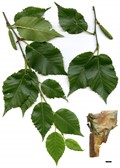 SpeciesSub: subsp. utilis